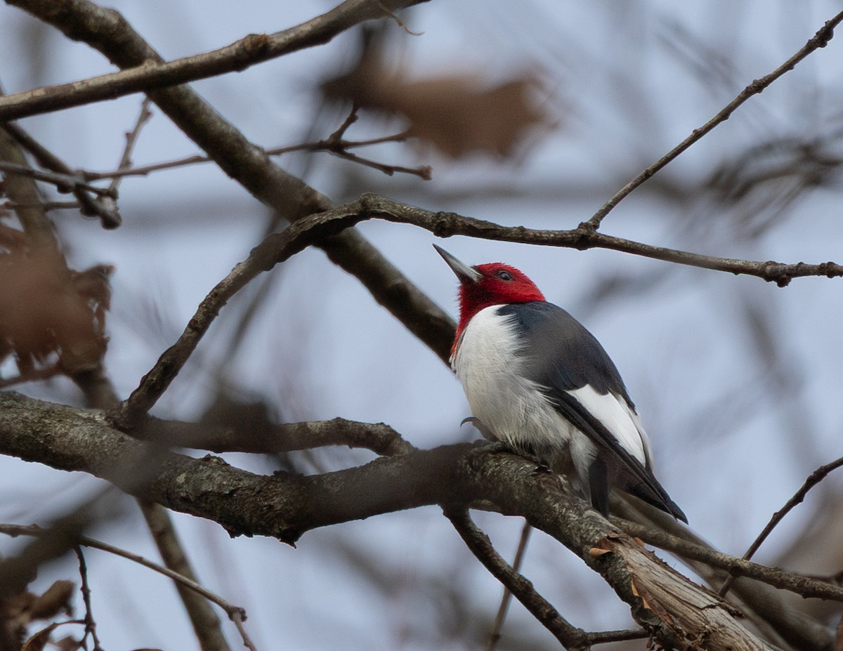 Red-headed Woodpecker - ML646520459