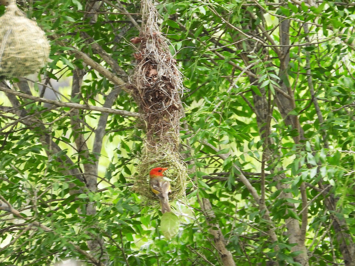 Red-headed Weaver - ML646520461