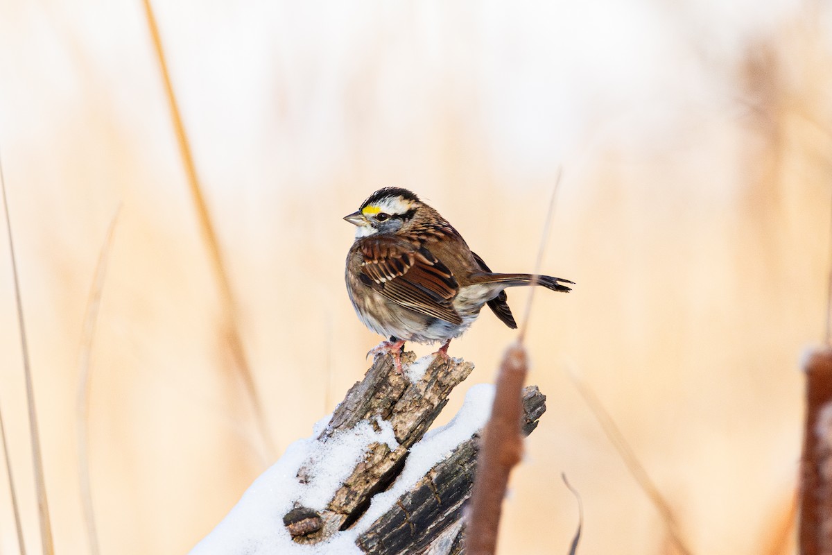 White-throated Sparrow - ML646520462