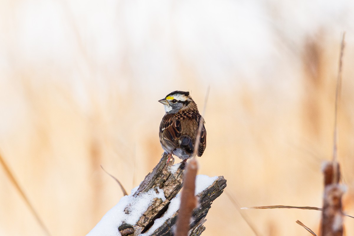 White-throated Sparrow - ML646520463