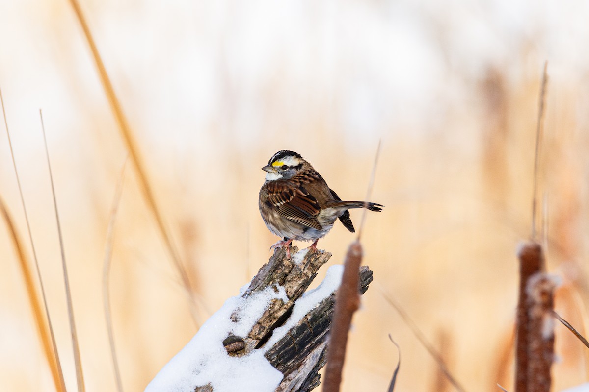 White-throated Sparrow - ML646520464