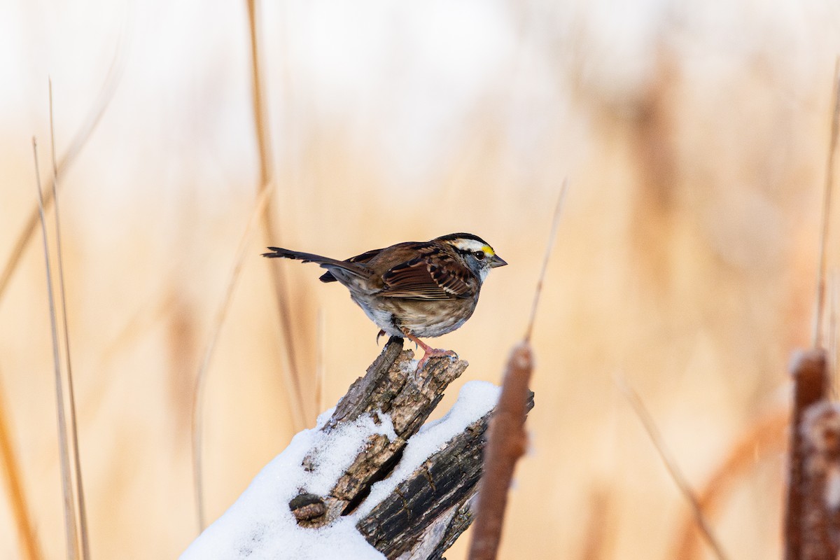 White-throated Sparrow - ML646520465