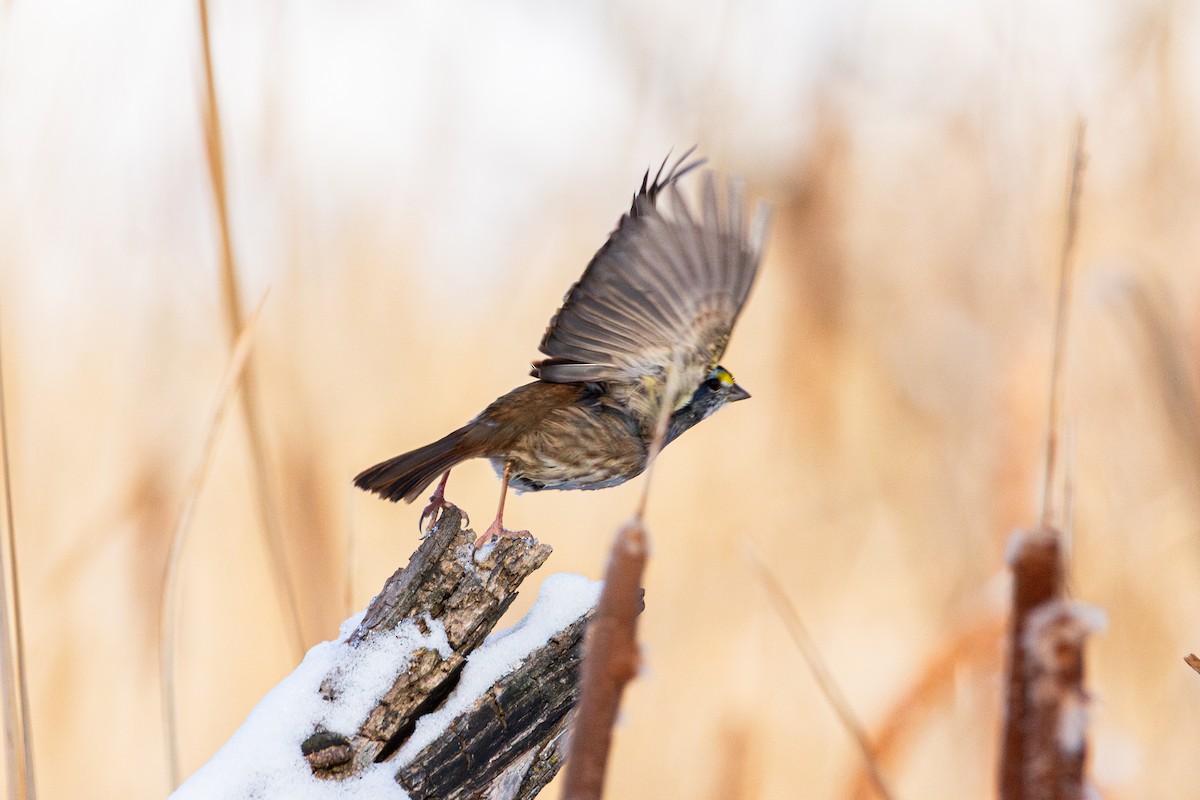 White-throated Sparrow - ML646520466