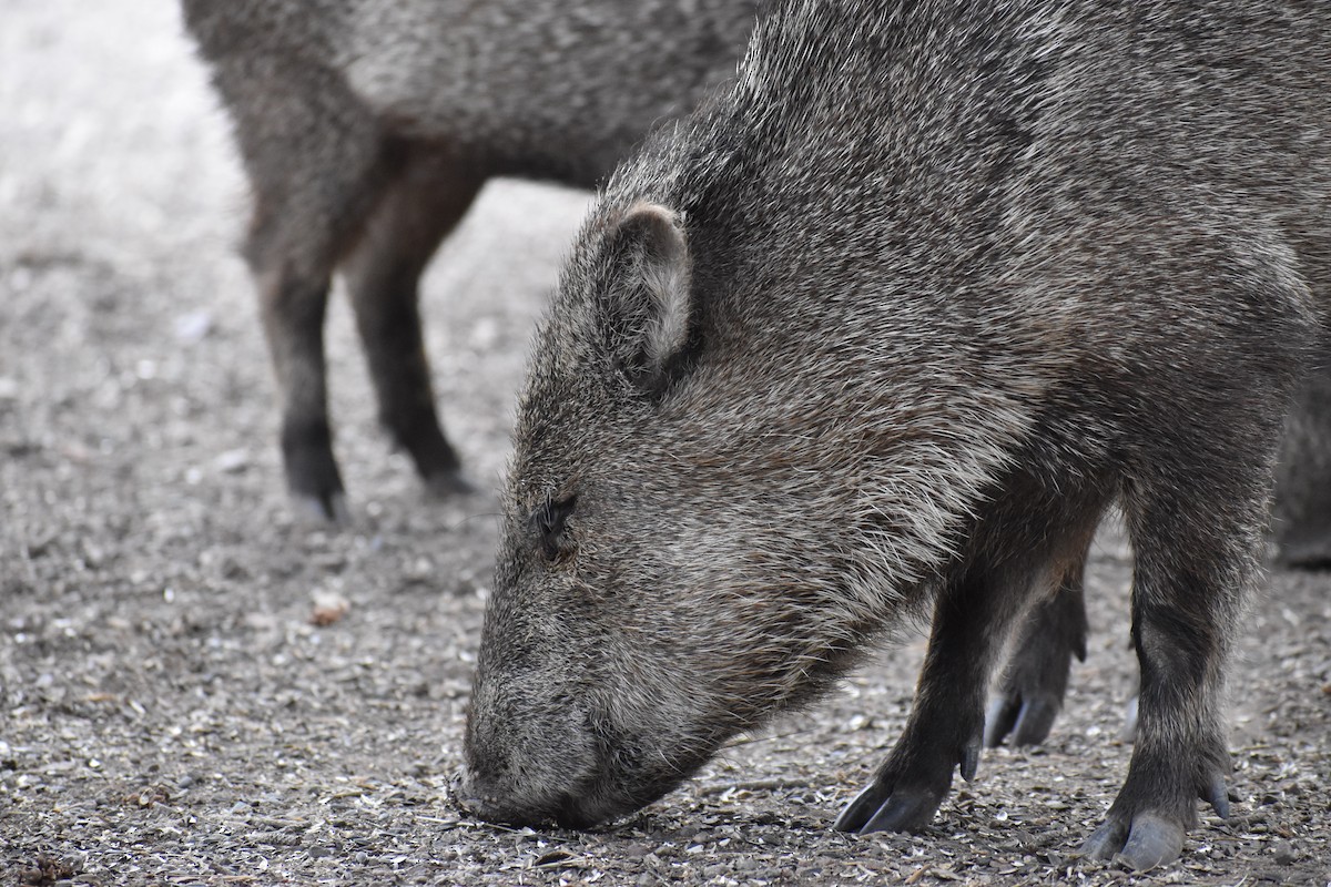 פקארי מגוון - ML646520467