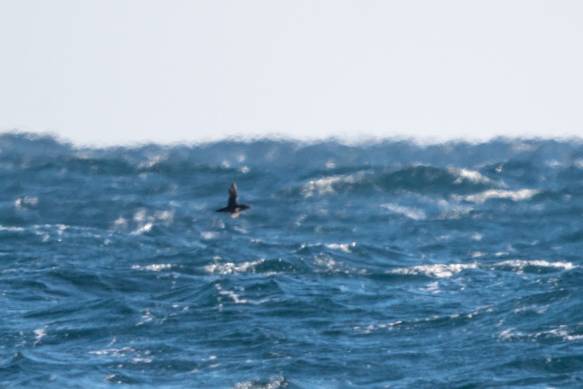 Rhinoceros Auklet - ML646520469