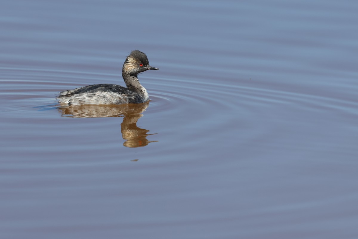Grèbe à cou noir - ML646520471