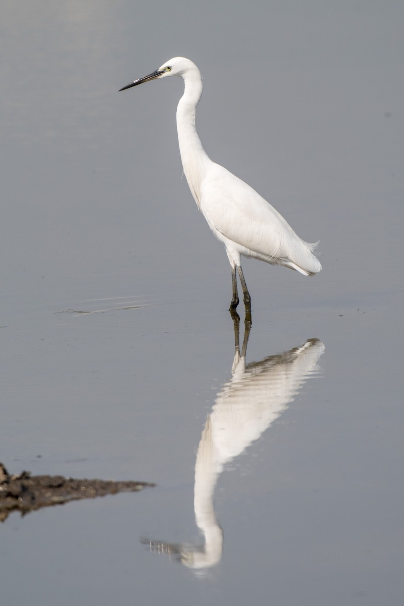 Garceta Común - ML646520475