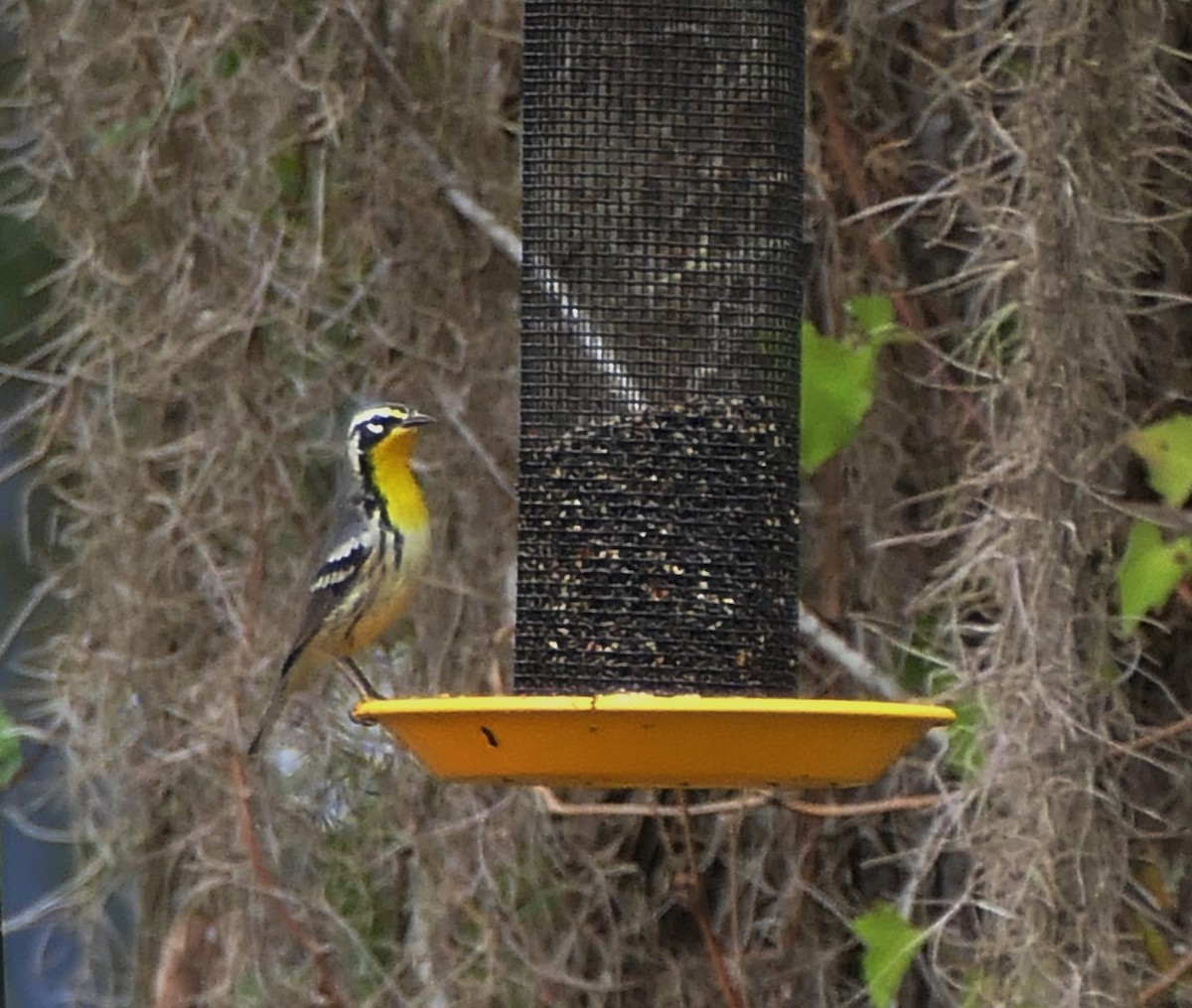 Sarı Gerdanlı Ötleğen - ML646520476