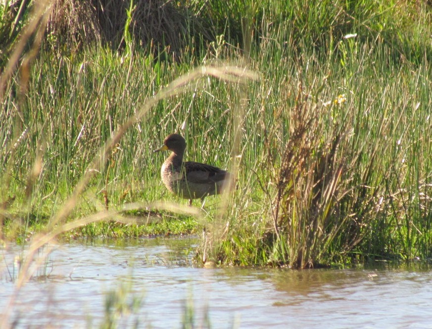 Cerceta Barcina - ML646520477