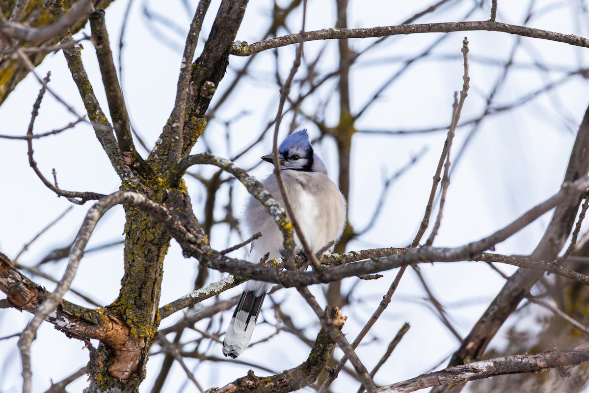 Blue Jay - ML646520478