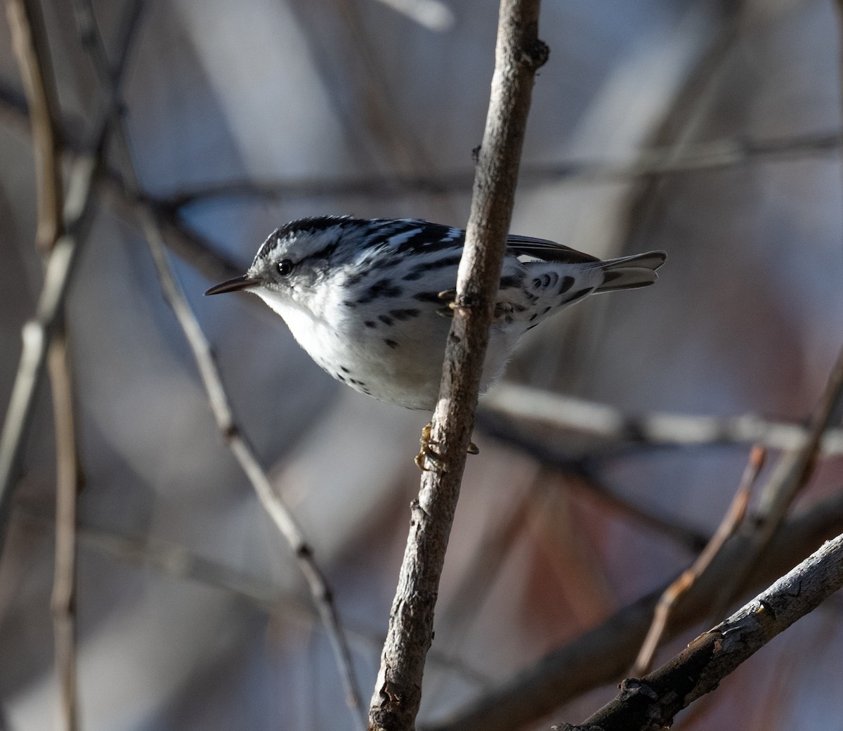 Black-and-white Warbler - ML646520479