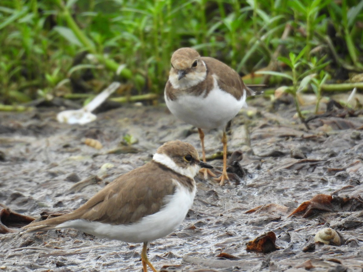 dverglo - ML646520484