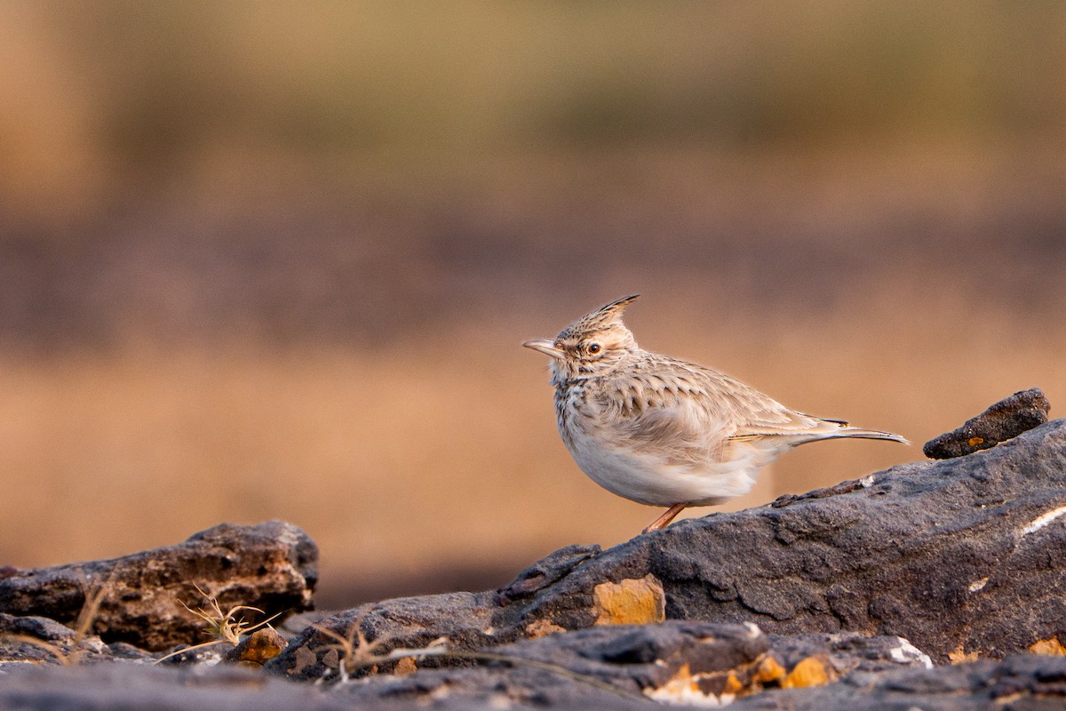 カンムリヒバリ - ML646520486