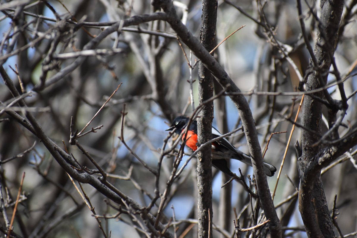 Painted Redstart - ML646520487