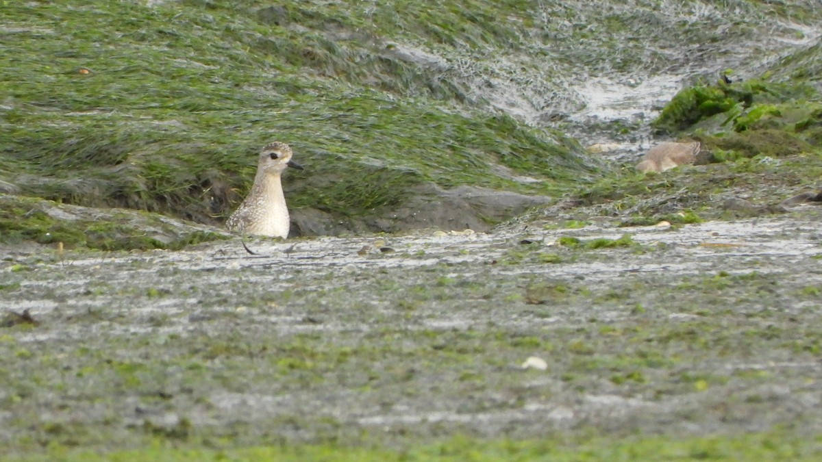 kanadalo - ML646520488