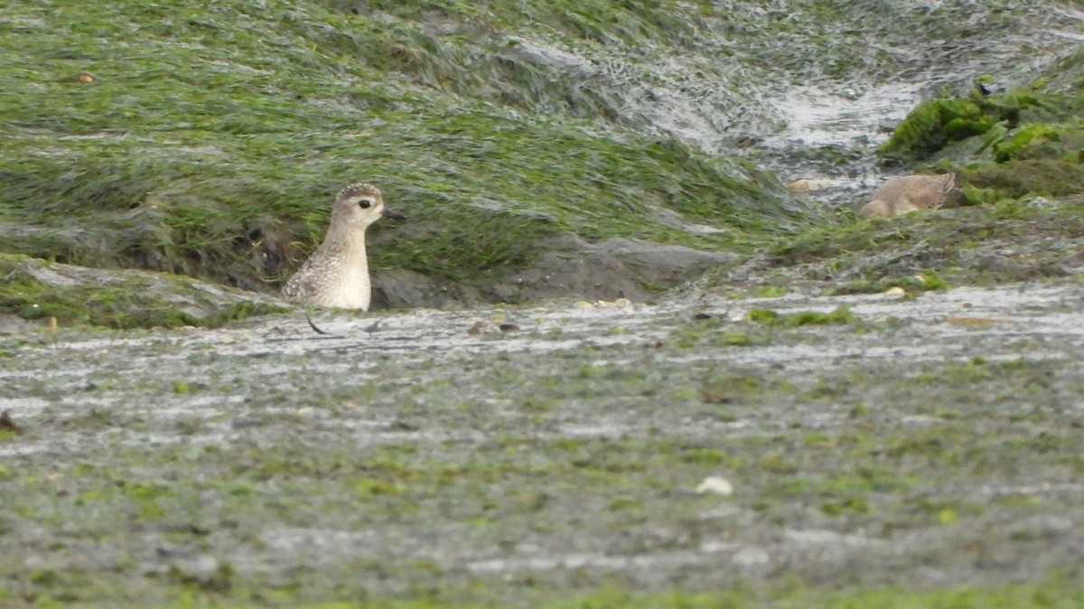 kanadalo - ML646520489