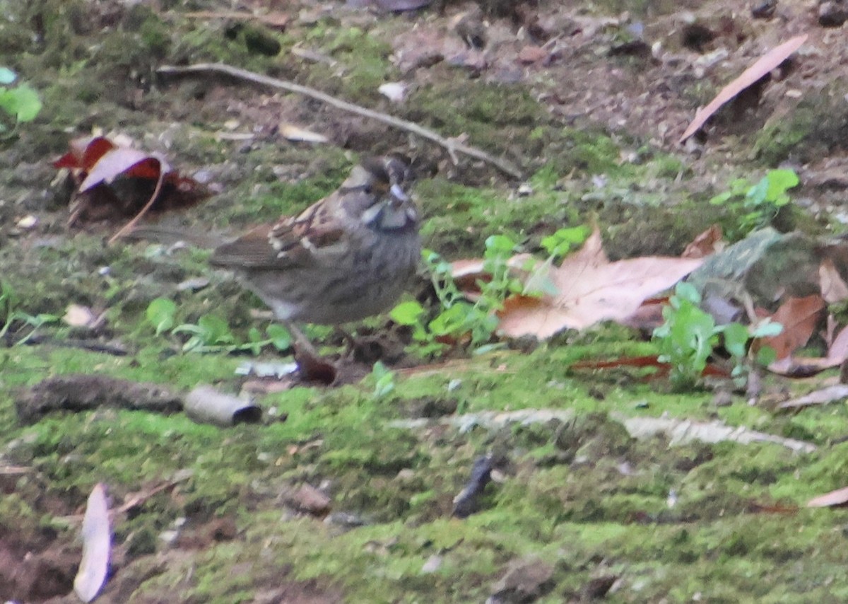 White-throated Sparrow - ML646520490