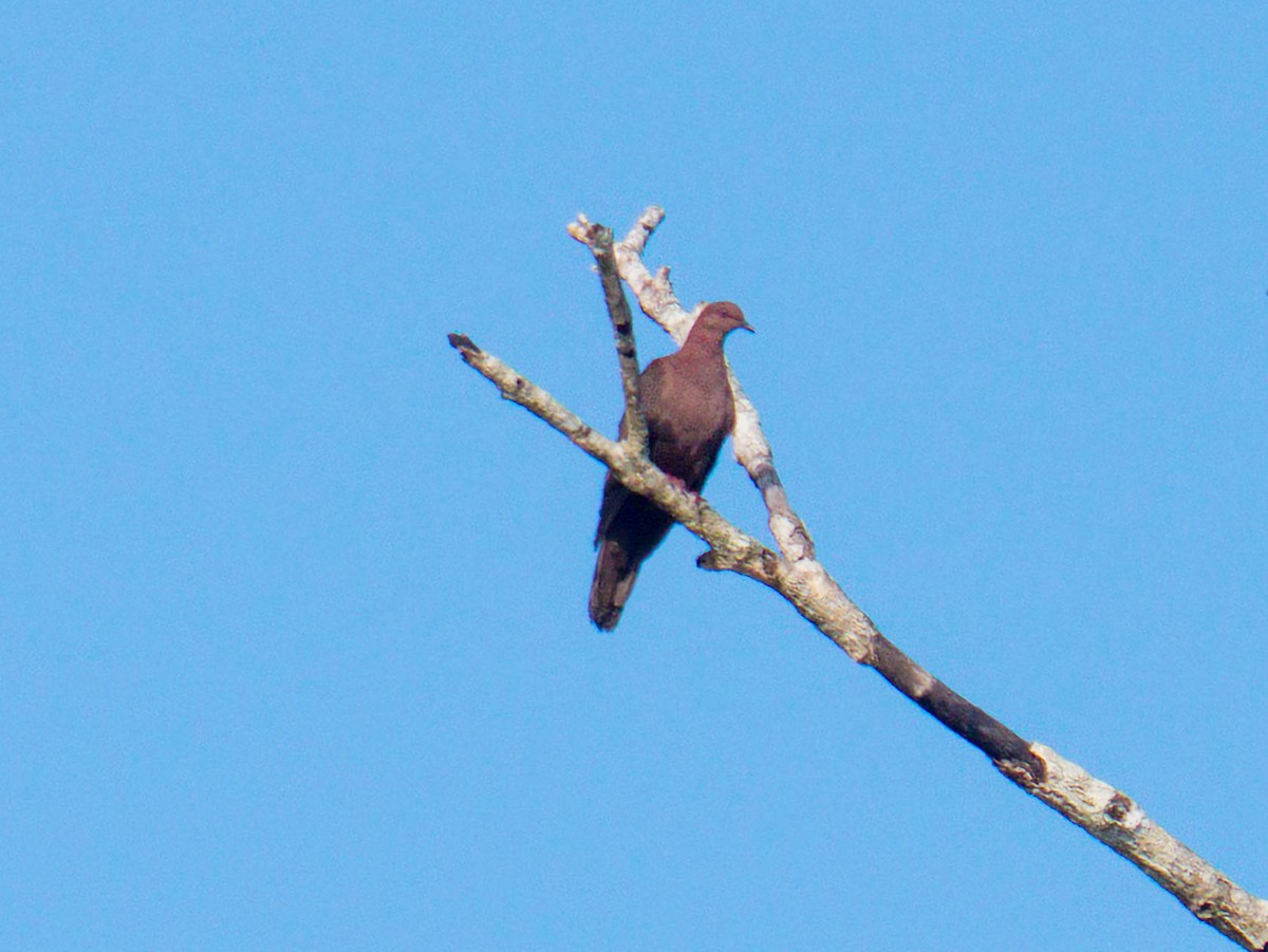 Pigeon vineux - ML646520492