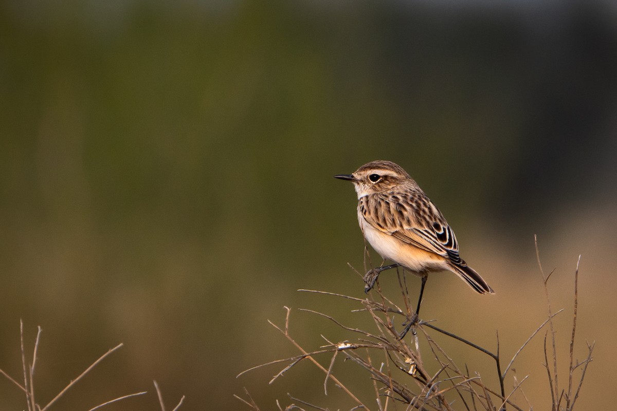 ハシナガノビタキ - ML646520493