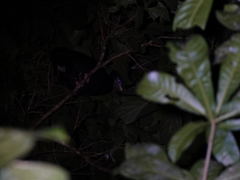 Malayan Crested Fireback - ML646520496