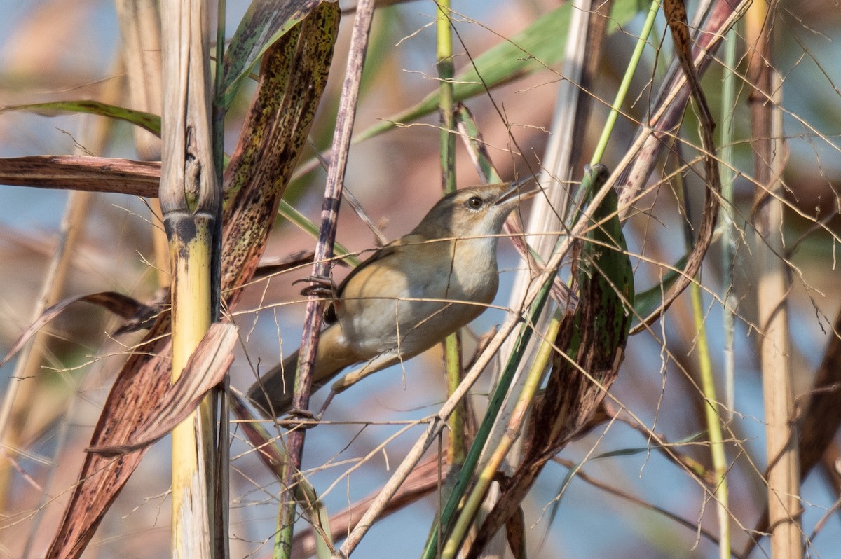 Carricero Agrícola - ML646520500