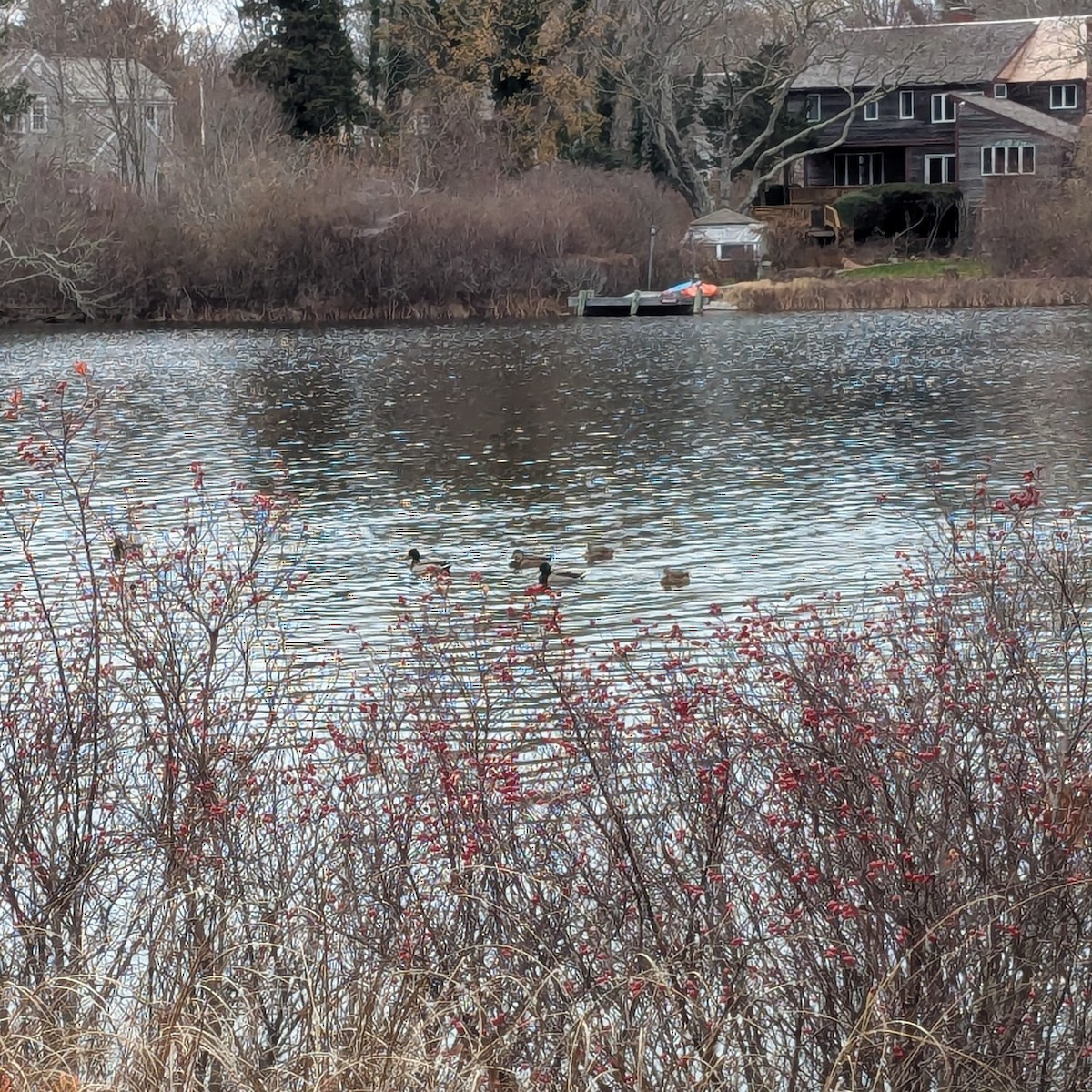 kachna divoká - ML646520501