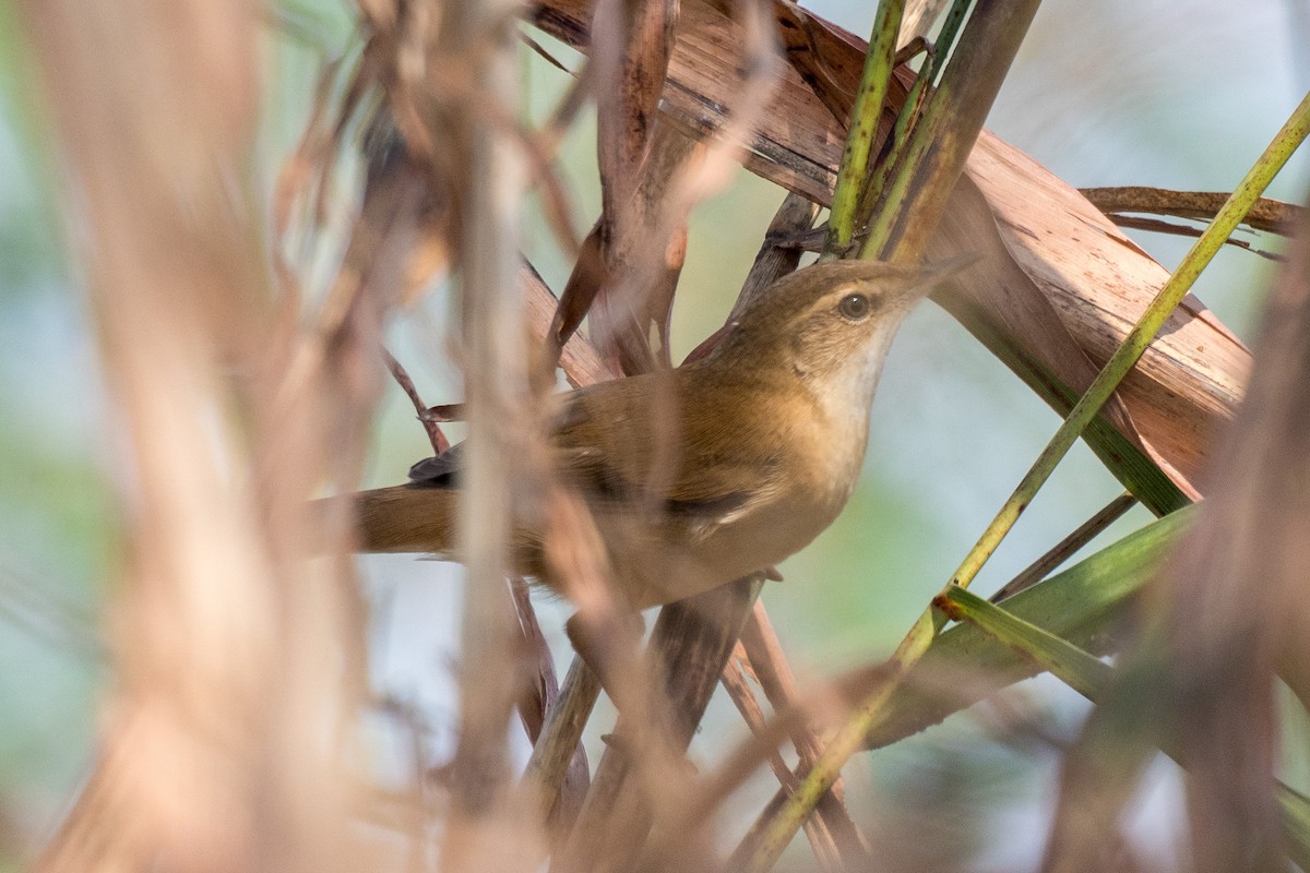Carricero Agrícola - ML646520502