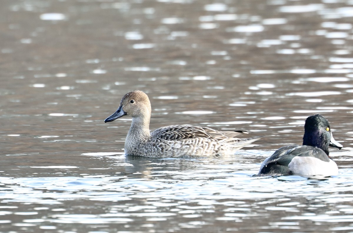 ברווז חד-זנב - ML646520503