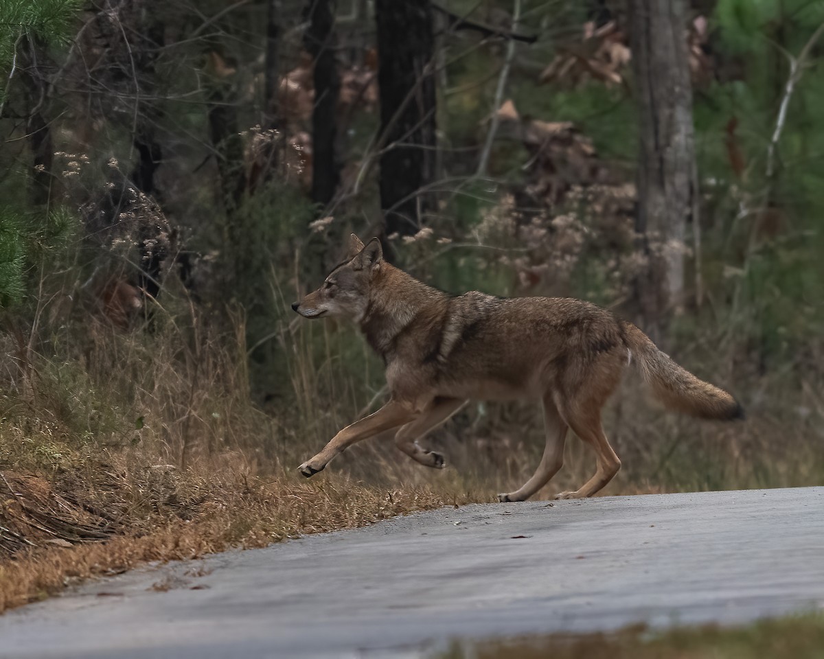 Coyote - ML646520504