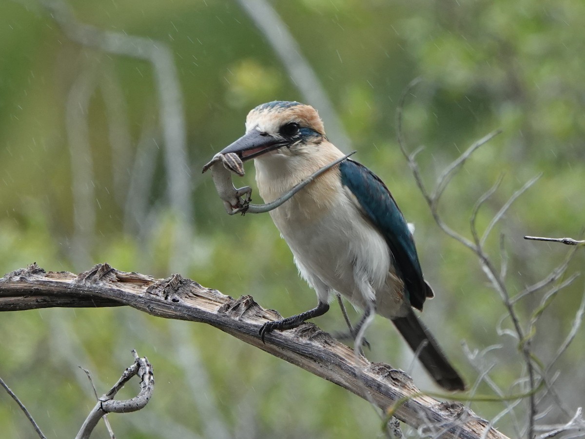 Alción de Isla Niau (Isla Niau) - ML646520505