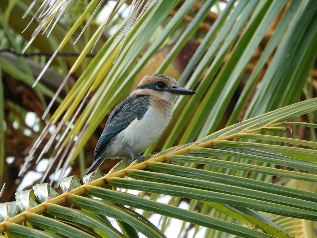 Alción de Isla Niau (Isla Niau) - ML646520506