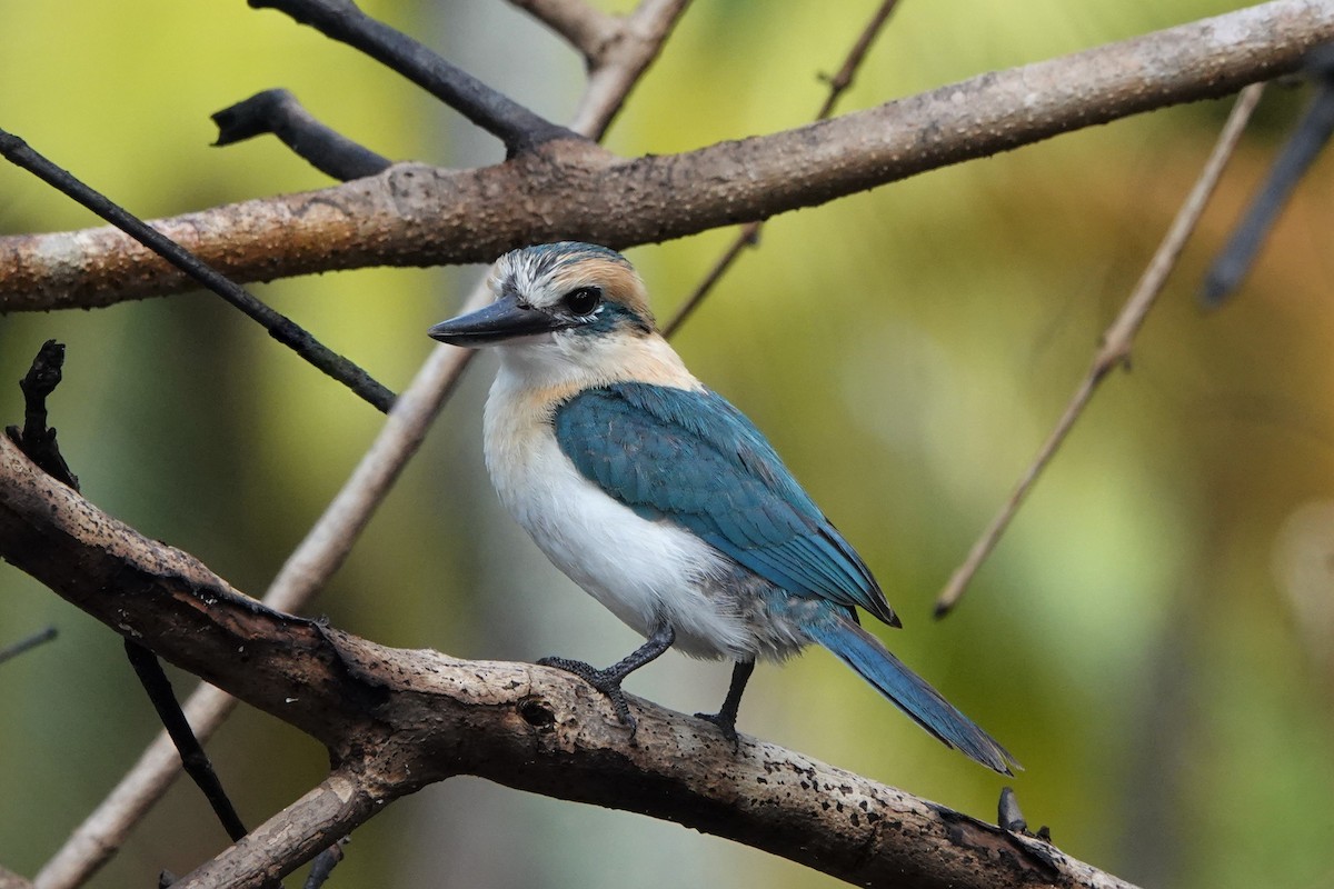 Alción de Isla Niau (Isla Niau) - ML646520507