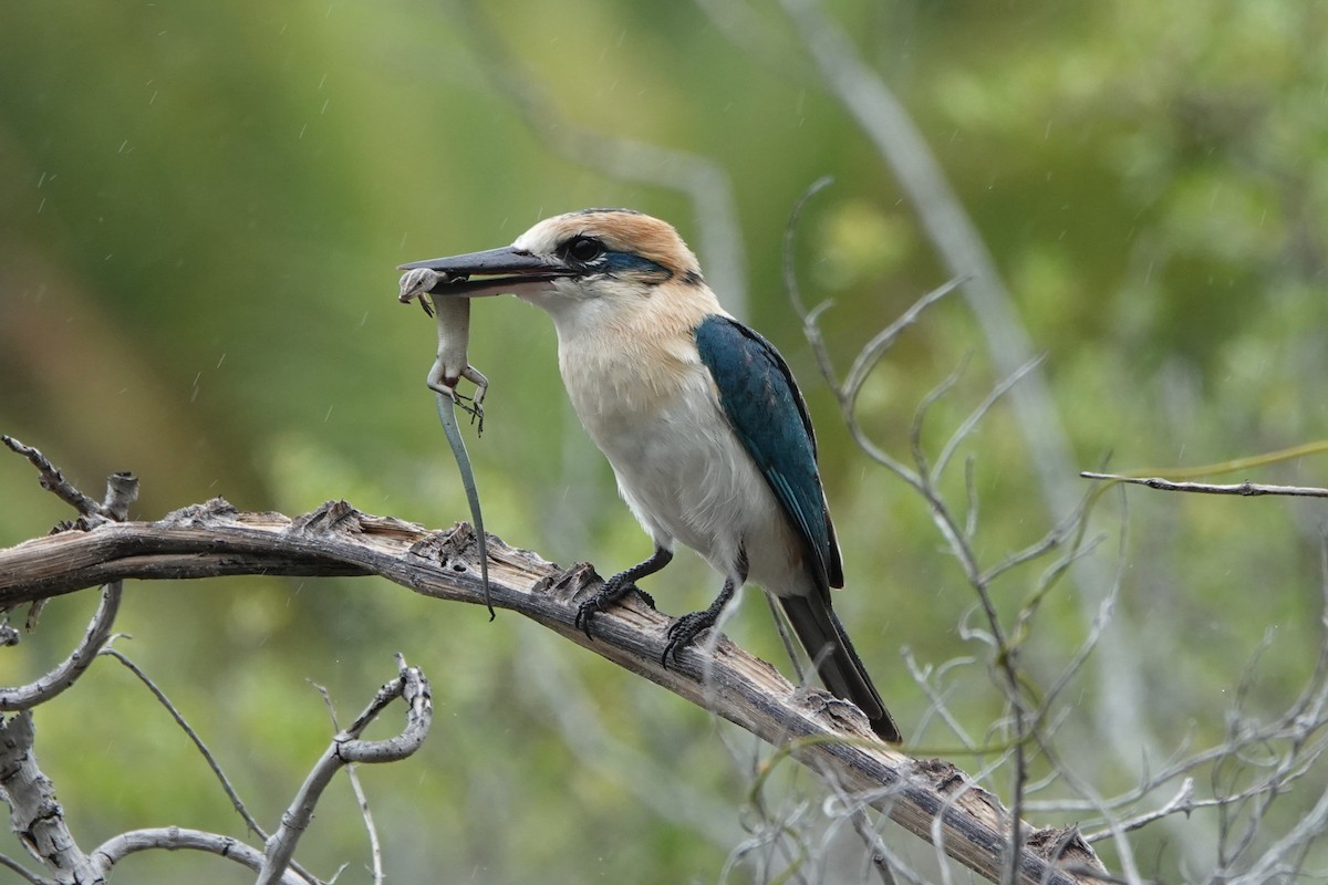 Alción de Isla Niau (Isla Niau) - ML646520508