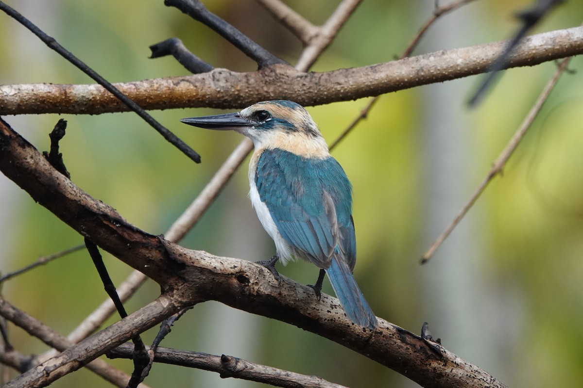 Alción de Isla Niau (Isla Niau) - ML646520509