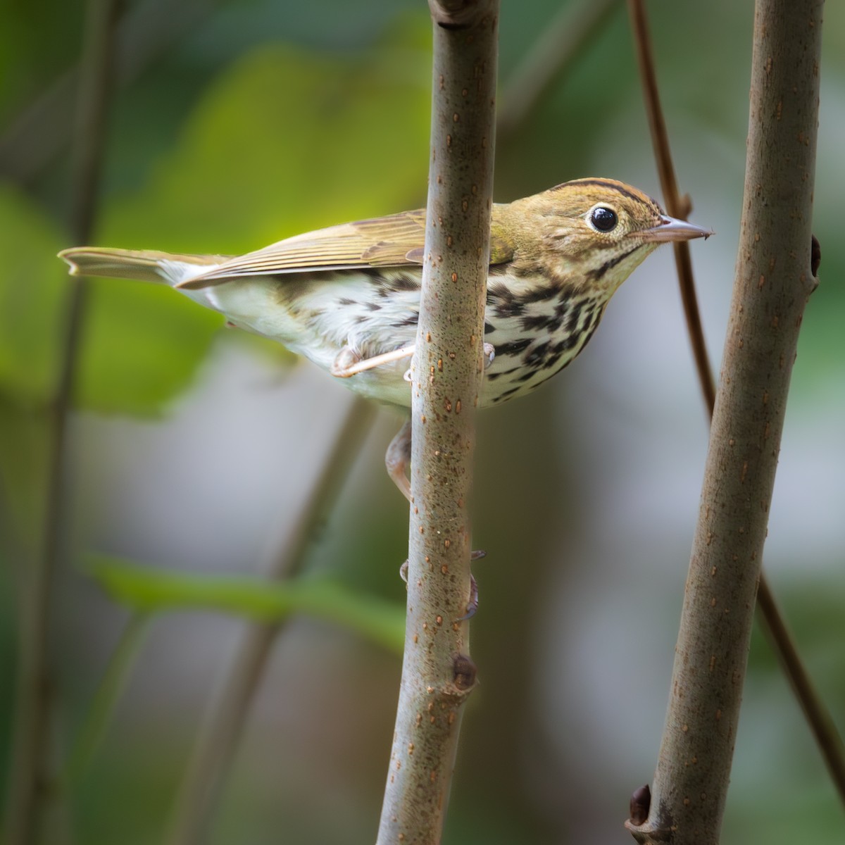 Ovenbird - ML646520513