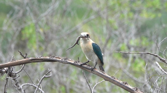 Alción de Isla Niau (Isla Niau) - ML646520514