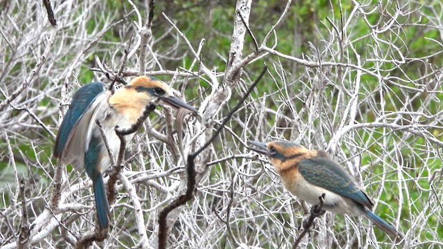 Alción de Isla Niau (Isla Niau) - ML646520515