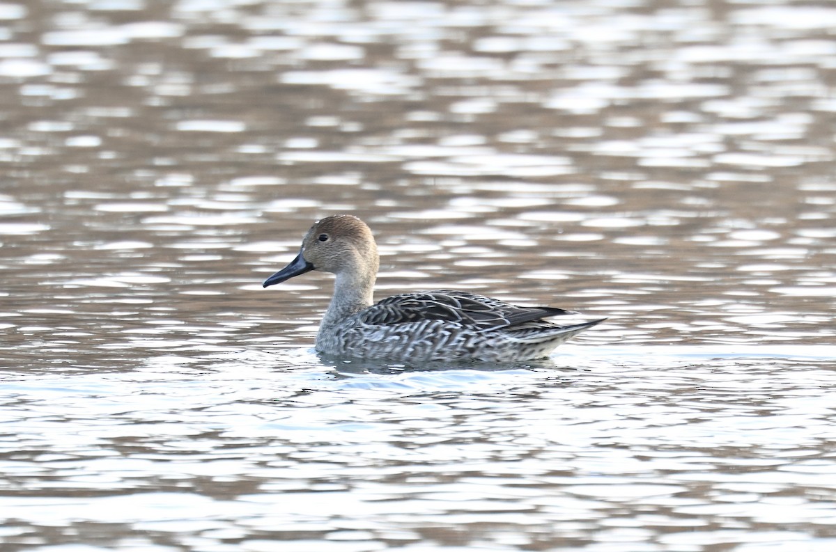 ברווז חד-זנב - ML646520516