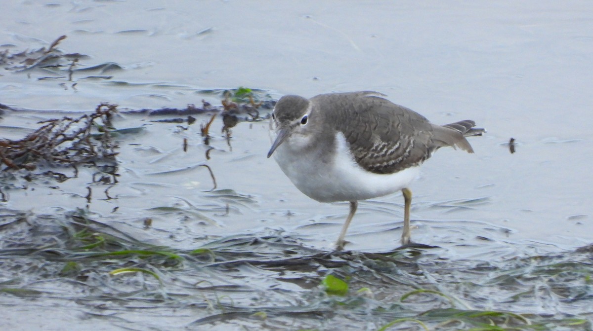 flekksnipe - ML646520517