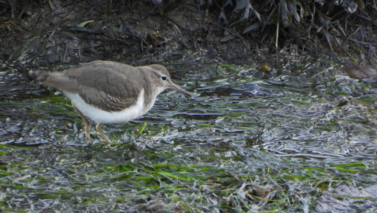 flekksnipe - ML646520518