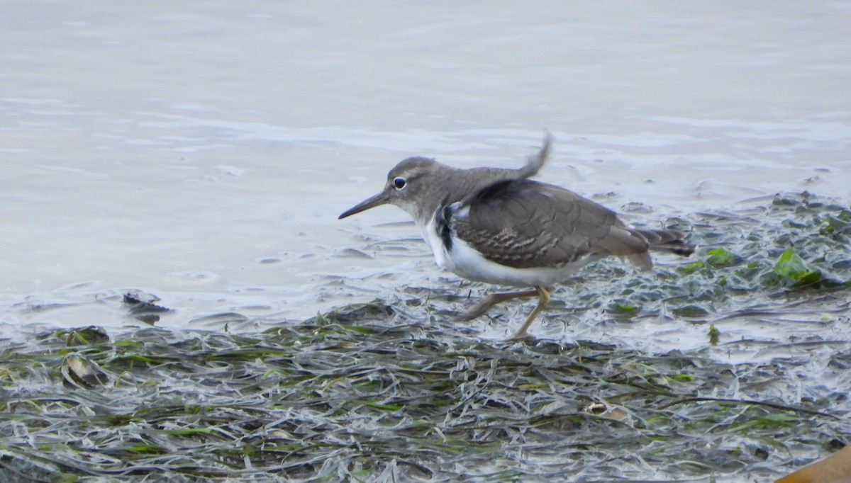 flekksnipe - ML646520519