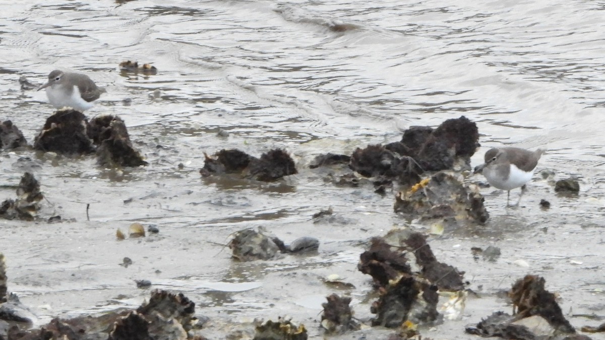 flekksnipe - ML646520520