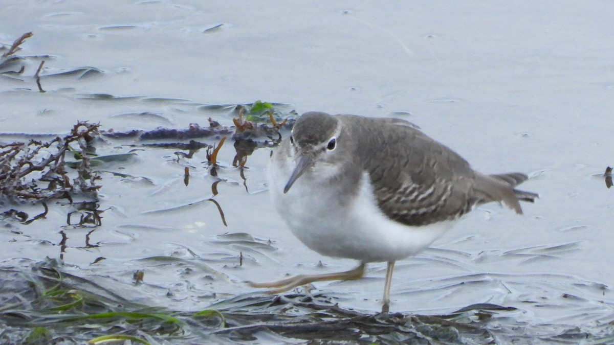 flekksnipe - ML646520521