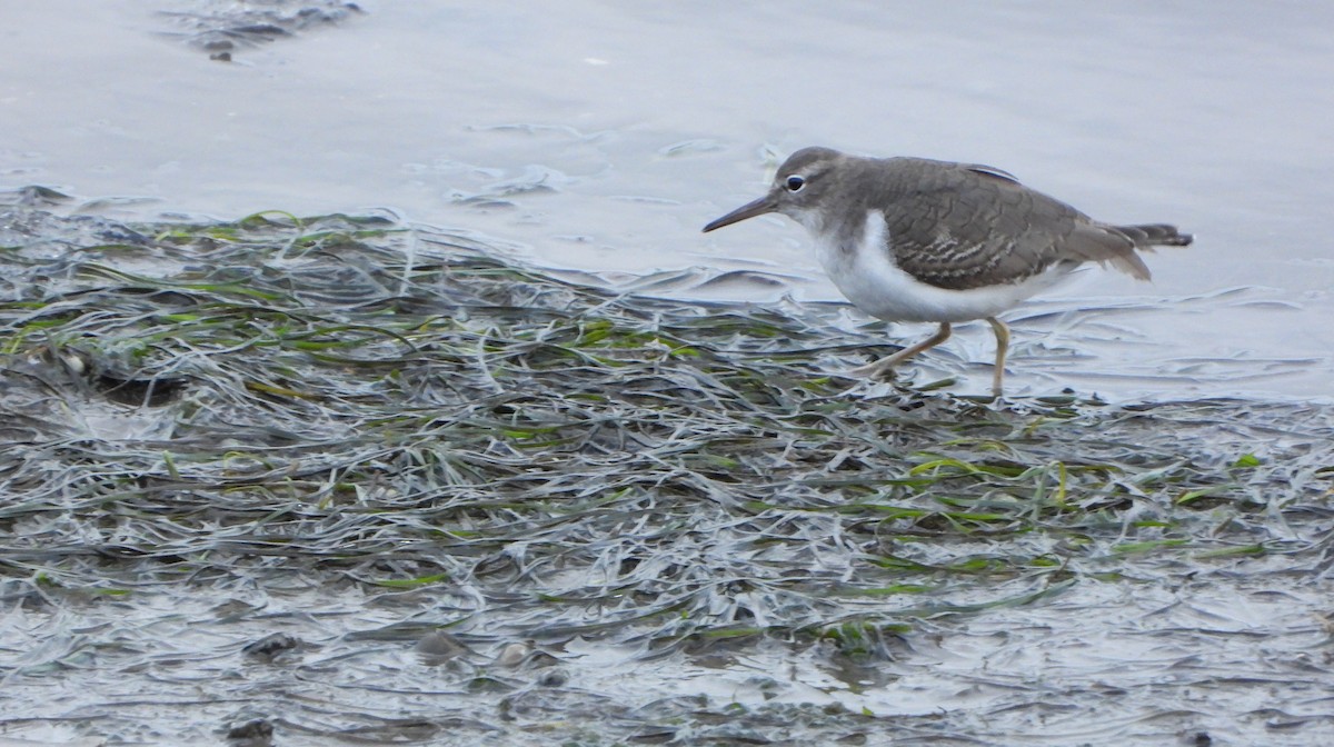 flekksnipe - ML646520522