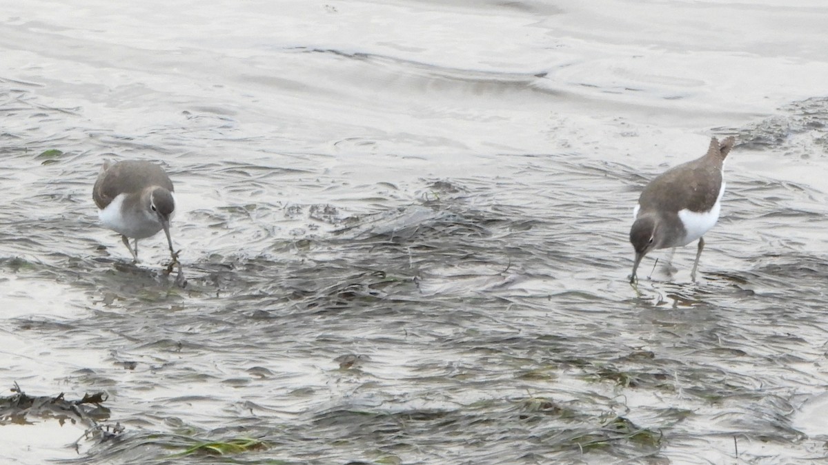 flekksnipe - ML646520523