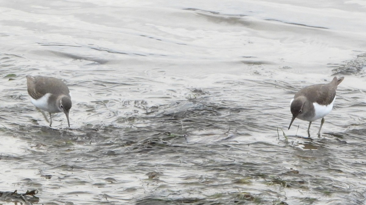 flekksnipe - ML646520524