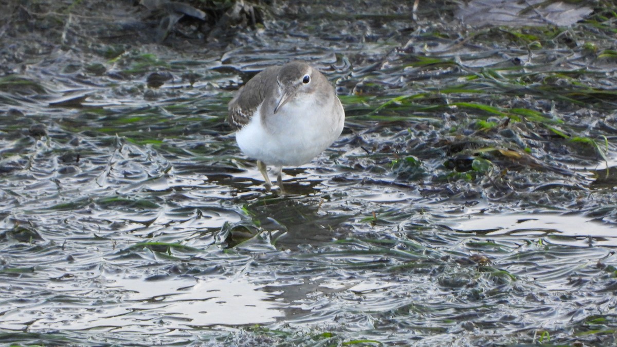 flekksnipe - ML646520525