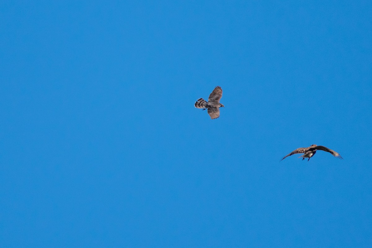 Eurasian Goshawk - ML646520526
