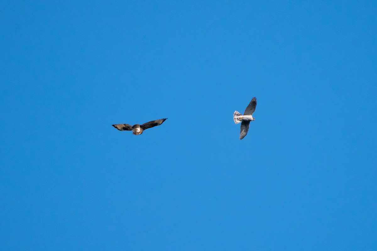 Eurasian Goshawk - ML646520527