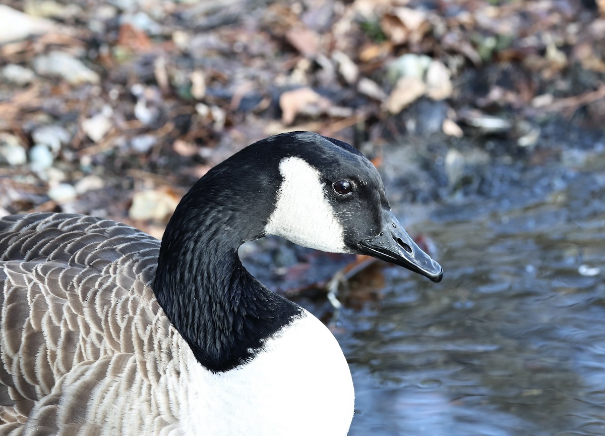 ברנטה קנדית - ML646520528